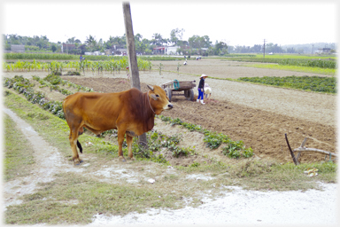 Bull waiting.