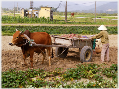 Loading cart with sweet potatoes.