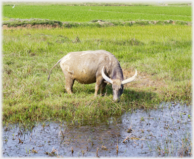 Long horned buffalo.