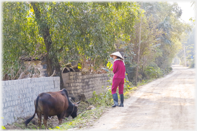 Woman with cow.