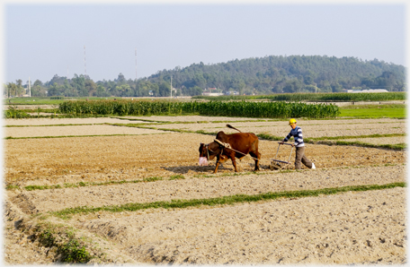 Bull ploughing.