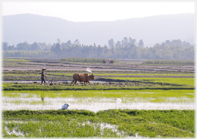 Buffalo ploughing.