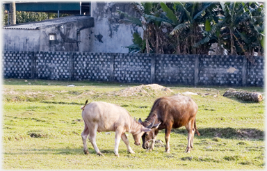 Young buffalo scrapping.