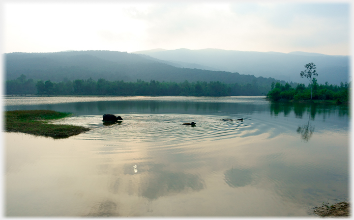 Buffalo swimming.