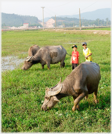 Boys supervising buffalo.