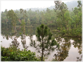 Pine and Eucalyptus.