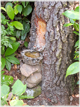 Bowl collecting gum from tree.