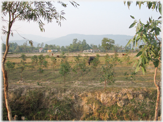 Buffalo grazing among eucalyptus.