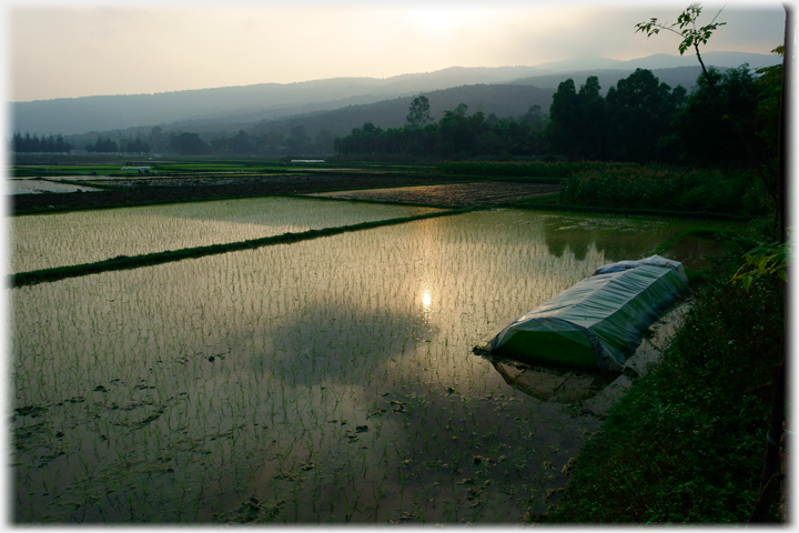 Paddy with setting sun.