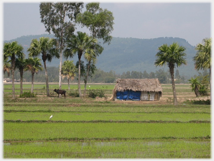 Palms and paddy by road.