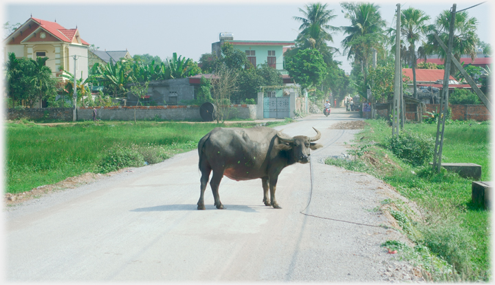 Buffalo in the road