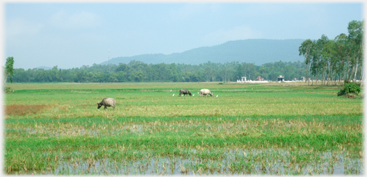 Fields with cattle.