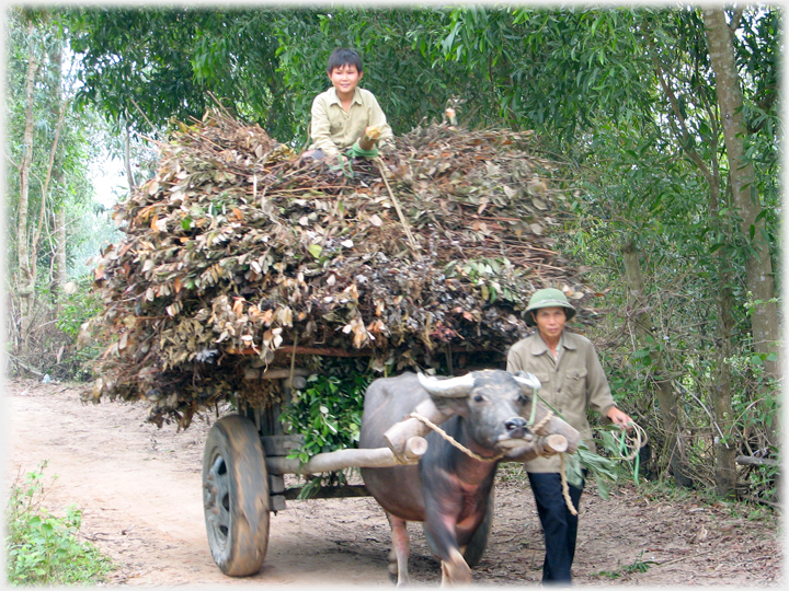 Buffalo cart