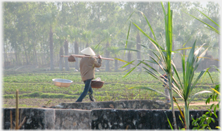 Woman and sugar cane.