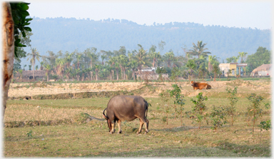 Animals in the fields.