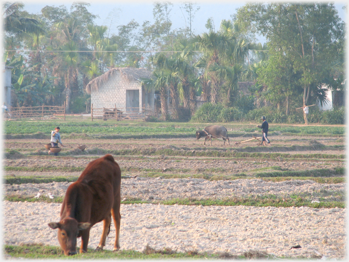 People working in fields.