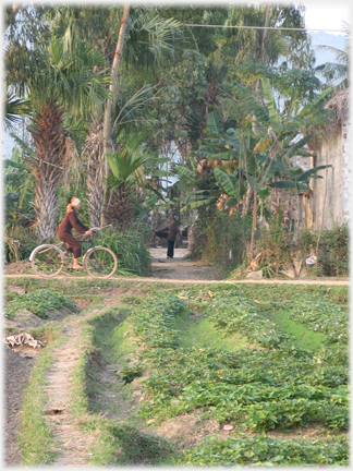 Woman cycling to fields.