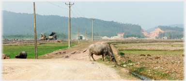 Buffalo and new road.