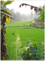 Paddy field with lines of water showing between lines of paddy.