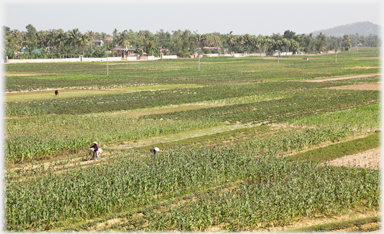 Fields of sweet corn.