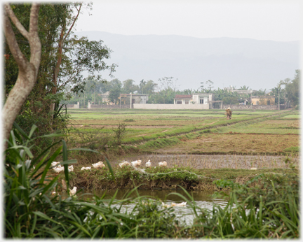 Pond, ducks and town houses beyond.