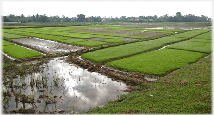 Patches of green paddy extending into the distance.