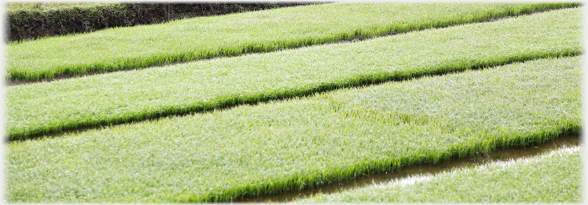 Densely packed fields of paddy.