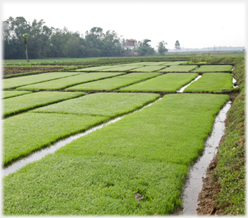 More densely packed beds of young paddy.