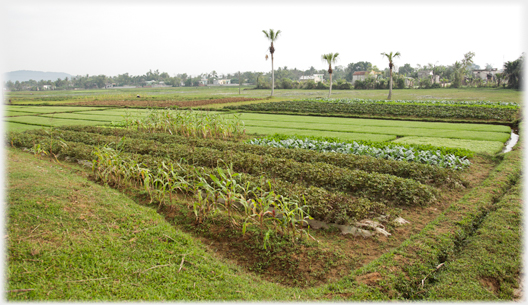 Patches with a variety of vegetables and paddy beyond.