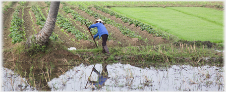 Woman weeding vegetables.