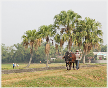 Woman walking with ox.