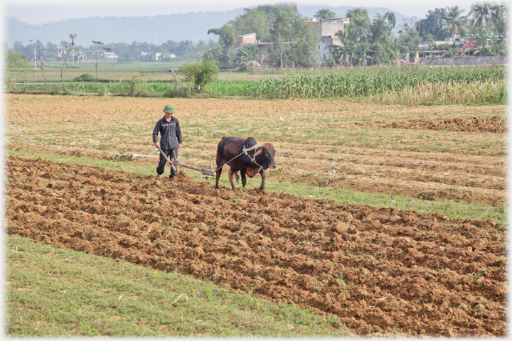 Man with ox ploughing field.