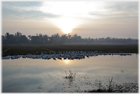 Large flottila of ducks gathered at pond's edge at sunset.