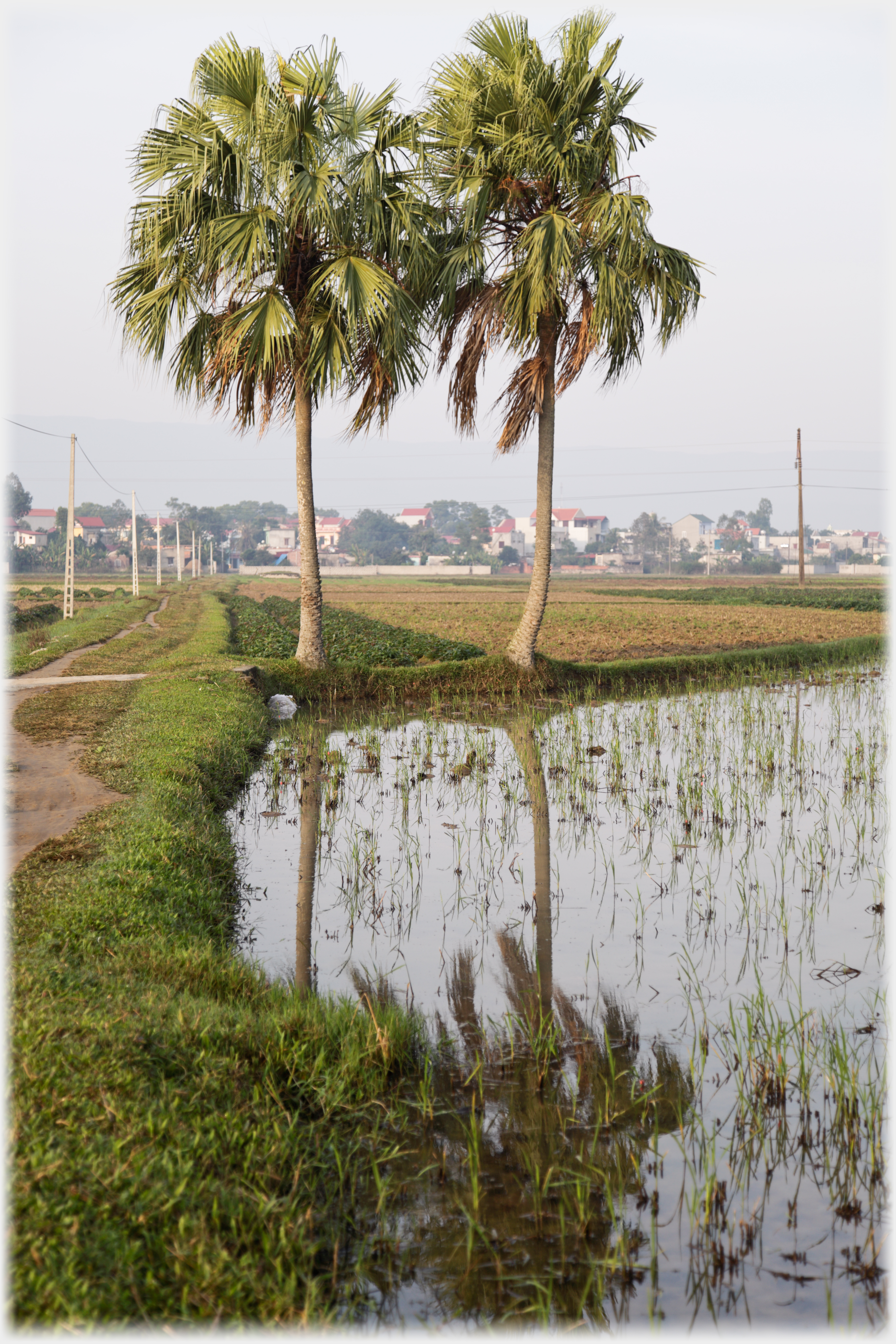 Two palms reflected in pool, town behind.