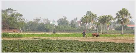 Man ploughing behind area of ground nuts.