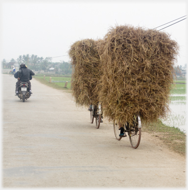 Two small haystacks with wheels protruding under them on road.