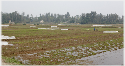 Waterlogged fields with intermittent cloche.