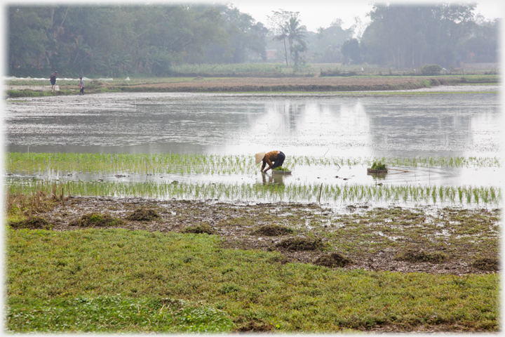 Woman bending in floded field planting paddy seedlings.