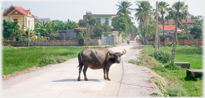 Road running into town with buffalo standing crossways on it looking at camera.
