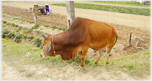 Large bull, people with cart in background.