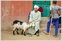 Man sitting holding goat.