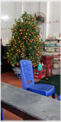 Kumquat tree.