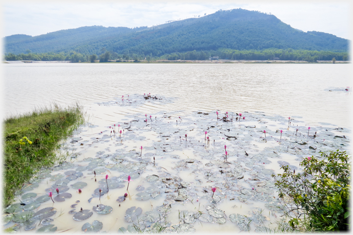 Shallow water with lotuses, lake and hill beyond.