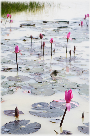 Buds of lotuses about to open.