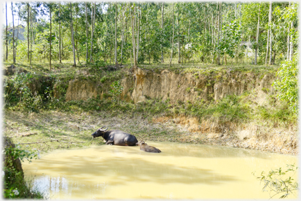 Buffalo and calf resting at the edge of a pool in shaddy spot.