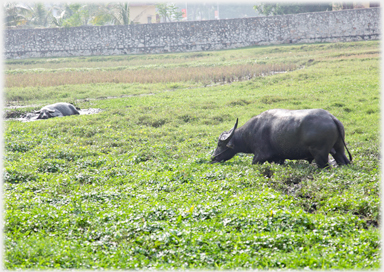 Two buffal in fields one in a pool.