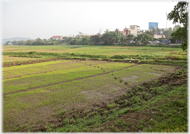 Expanse of paddy fields with trees along far side.