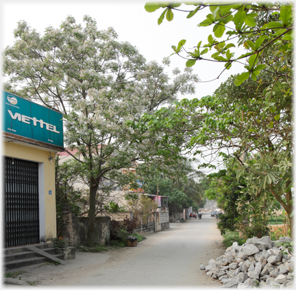 Empty treed road with pile of stones and large advert over house.