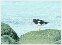 Oystercatcher.