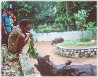 Man feeding rhino.